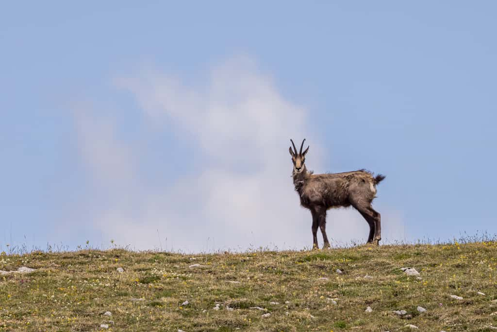 Un ongulé sauvage isolé et vulnérable constitue la proie idéale pour un loup en action de prédation, comme ce jeune chamois. © Serge, Adobe Stock