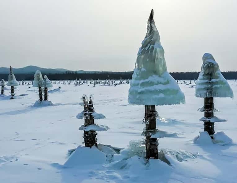 Une « forêt » de champignons de glace en Sibérie en Russie en 2019. © alexay.bo