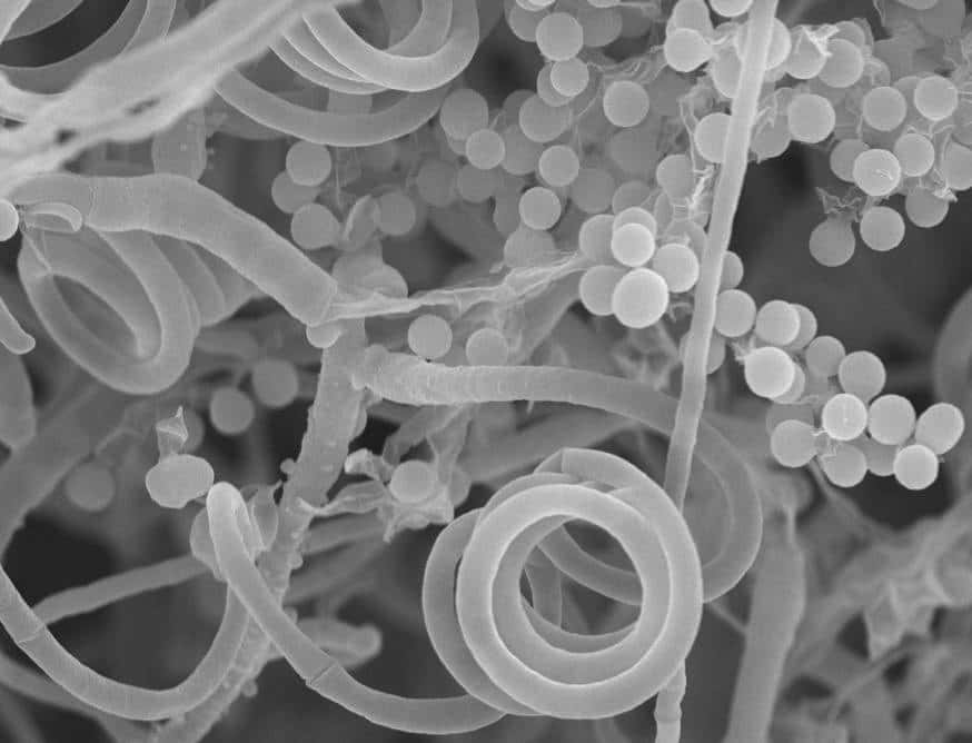 Le champignon <em>Trichophyton</em> observe au microscope électronique. © Duke &amp; NC State