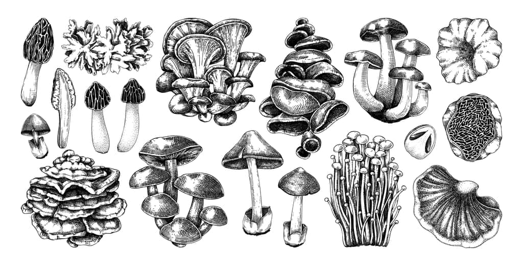 D'après l'Office National des Forêts (ONF), on compte environ une quinzaine de champignons mortels, et une bonne vingtaine <a title="Les champignons comestibles" href="//www.futura-sciences.com/planete/dossiers/botanique-notre-guide-champignons-1358/page/3/">d'espèces comestibles</a> réputées pour leur bon goût. © sketched-graphics, Adobe Stock
