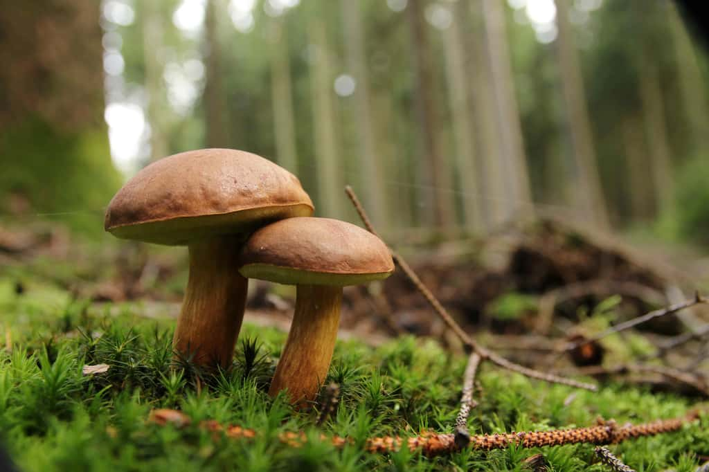 Présents dans tous les milieux, sous différentes formes, les champignons possèdent des capacités insoupçonnées. © Eileen Kumpf