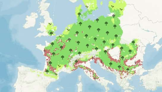 L'évolution du charme d'ici 2095 en cas de réchauffement modéré : en rouge les zones où l'arbre était présent dans le passé et ne va pas survivre. En vert, les zones où il résiste. © Nos forêts demain