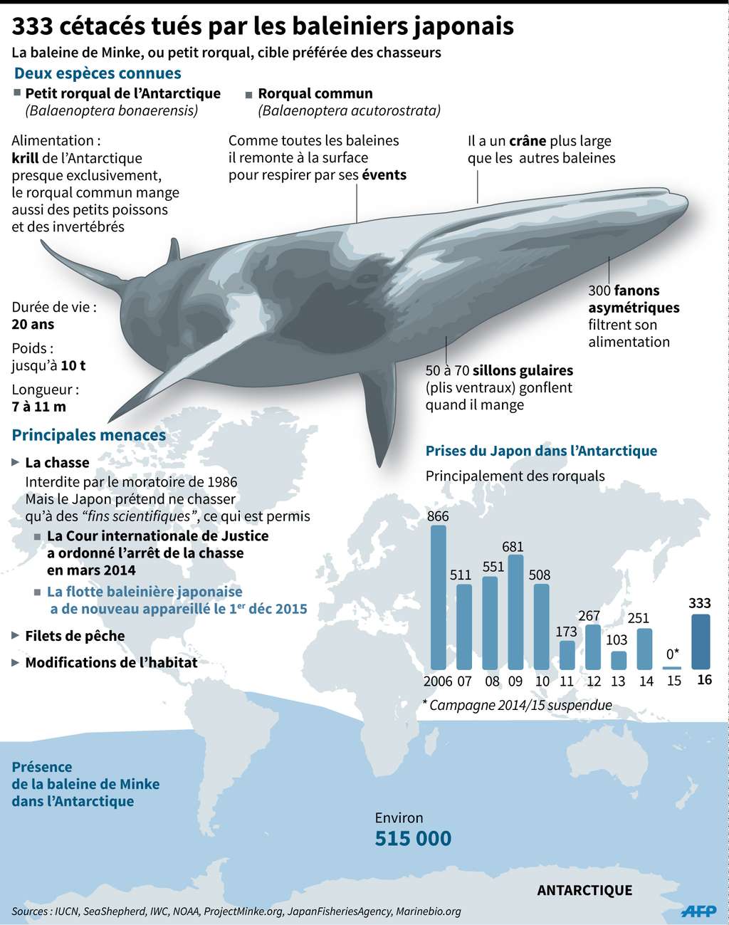 Les baleines à fanons continuent d’être chassées. © IUCN, SeaShepherd, IWC, NOAA, ProjectMinke.org, <em>Japan Fisheries Agency</em>, Marinebio.org