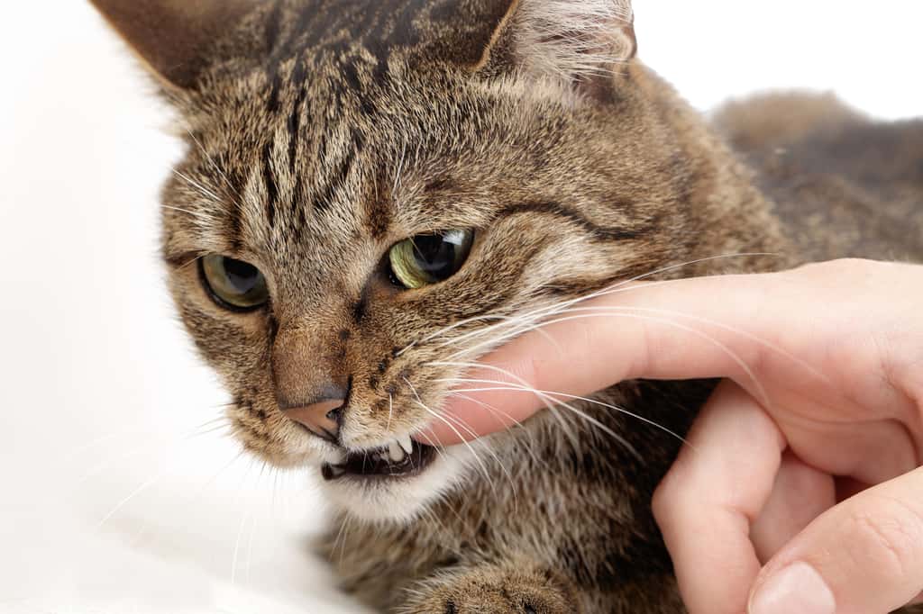 Attention aux morsures et griffures de chat, elles peuvent transmettre des agents pathogènes. © mariesacha, Adobe Stock
