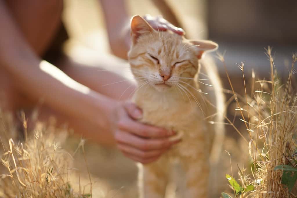 Les chats peuvent conserver, dans leur fourrure, des traces du matériel génétique d’une personne qui s’est retrouvée dans leur environnement. © Omega, Adobe Stock