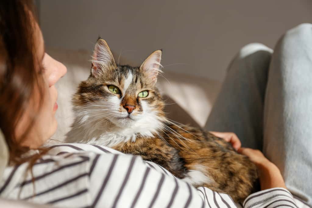 La leucémie est une des principales causes de décès chez les chats infectés par un virus. © Evrymmnt, Adobe Stock