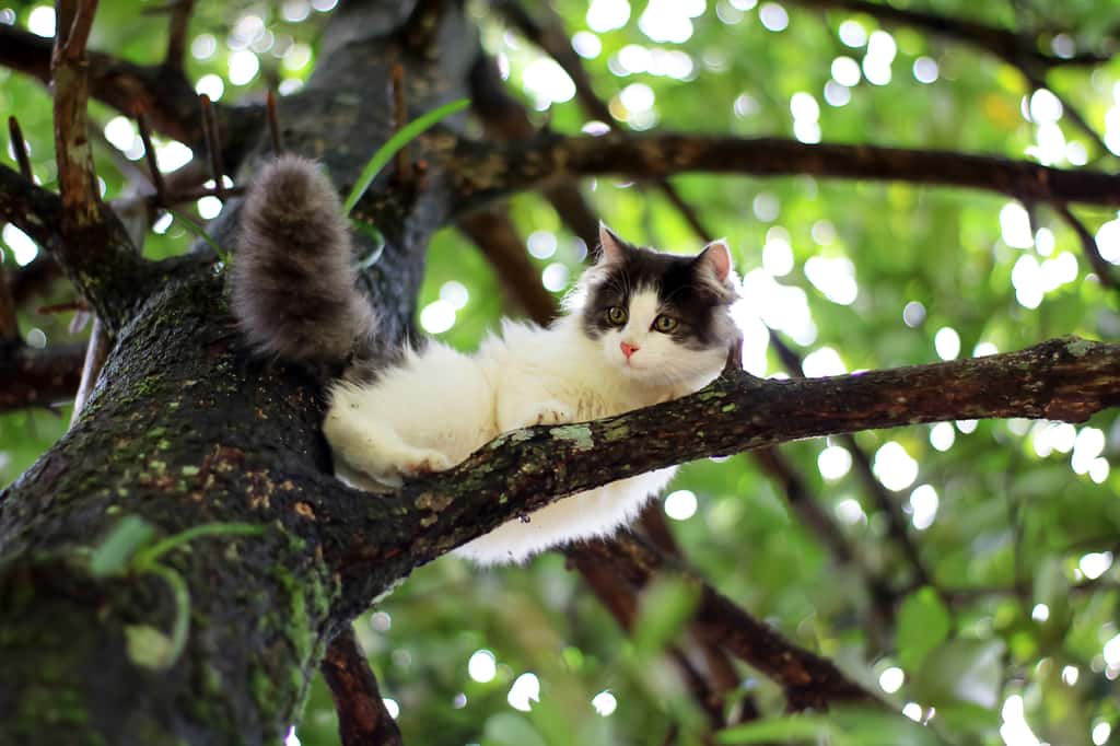 Les chats aiment bien grimper aux arbres mais gare aux chutes. © THANAGON, Adobe Stock
