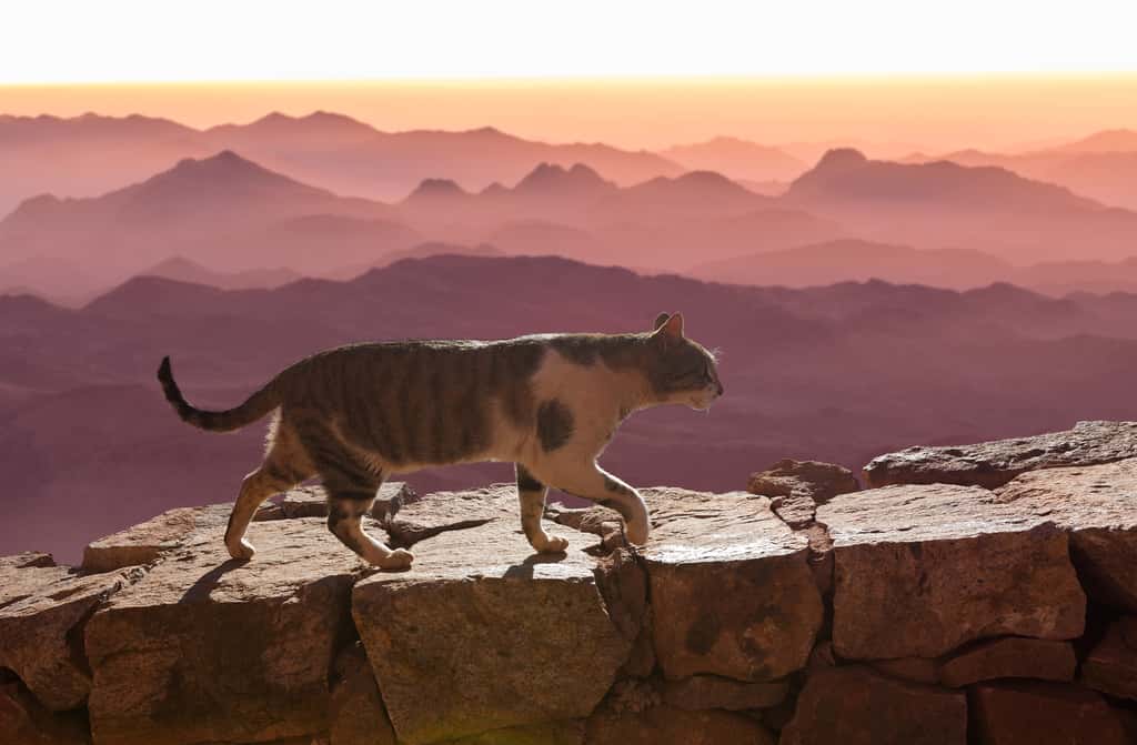 Dans l'Egypte Antique, le chat - associé à Bastet, déesse du foyer, des femmes et de l'accouchement - est considéré comme un animal sacré. © Mountains Hunter, Adobe Stock