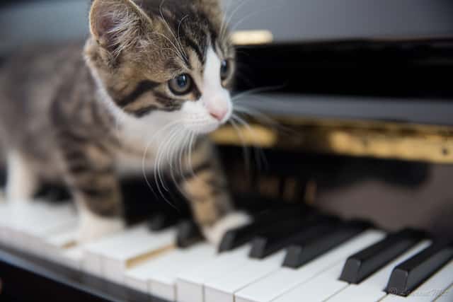 Les chats jeunes et âgés semblent les plus sensibles à la musique composée pour eux. © lolo-38, flickr, cc by nc nd 2.0