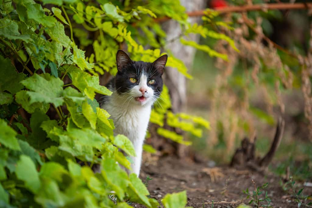 Disperser des écorces de citron ou d'orange dans votre jardin autour des massifs sera un très bon répulsif pour les chats. © Sofiia Potanina, iStock