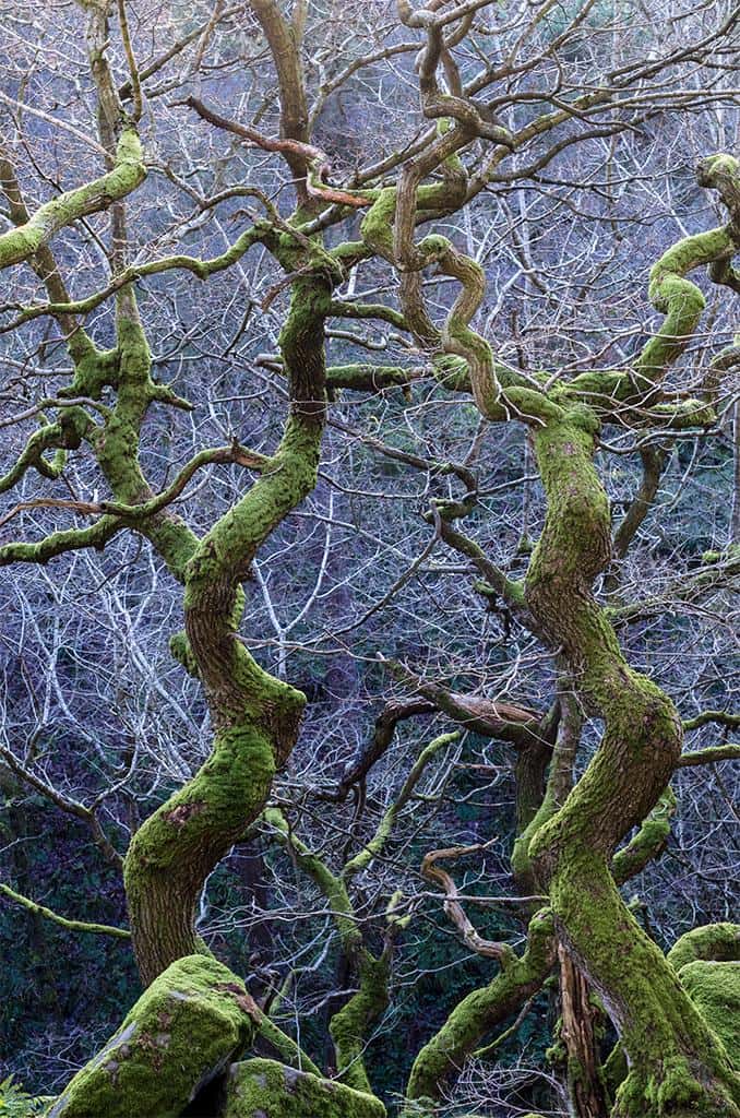 Méli-mélo de branches dans une forêt du centre de l’Angleterre, près de Sheffield. © Steve Palmer, BWPA 2016