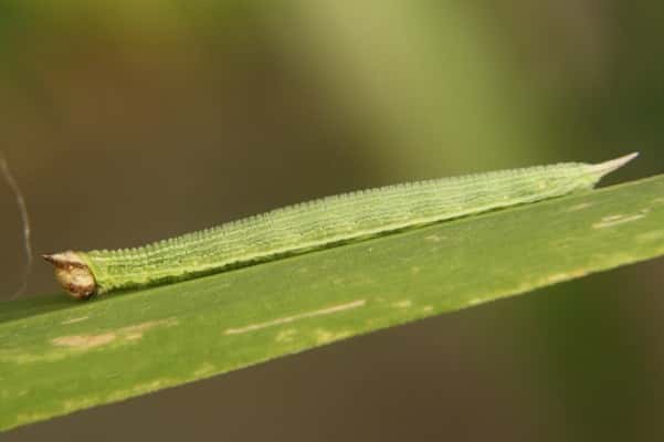 Le long corps de la chenille de <em>Mycalesis gotama</em>. © Wapi-chan