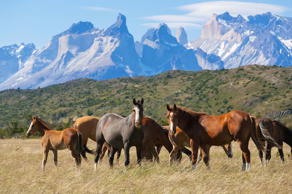 Des chevaux sauvages dans le Park Torres del Plaine au Chili. © Sunsinger, Adobe Stock