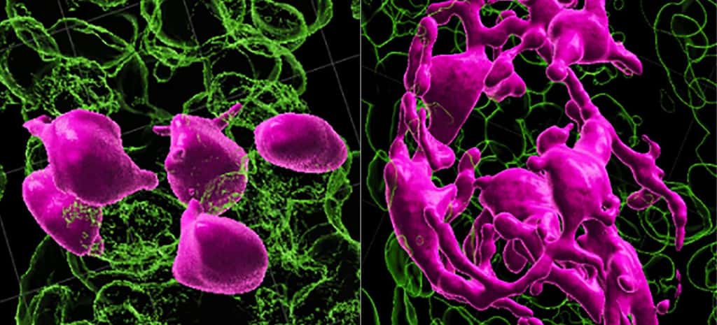 Les cellules souches « colorantes », en rose (à gauche), doivent se trouver dans le compartiment du germe du cheveu afin d'être activées (à droite) pour se transformer en pigment. © Sun, Q., Lee, W., Hu, H. <em>et al.</em>