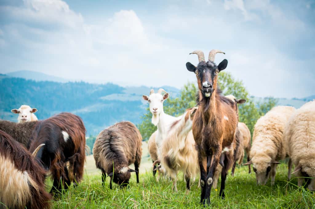 Parmi la prévention proposée par les Portugais, développer l'utilisation de chèvres et moutons pour débroussailler. © Seakitten, Adobe Stock