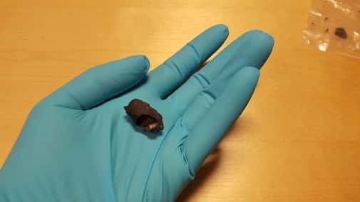Un des anciens chewing-gums de plus de 9.000 ans découverts à Huseby Klev, en Suède. © Natalija Kashuba, <em>Stockholm University</em>