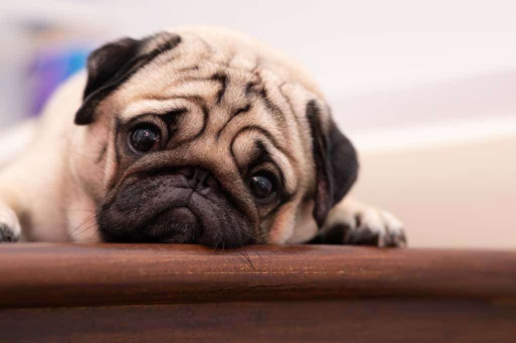 Votre chien est triste, inquiet ou stressé, le cannabidiol peut agir dans la régulation de son humeur. © 220 Selfmade Studio, Adobe Stock