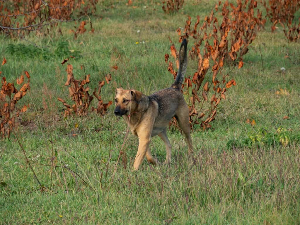 Ici, un chien sauvage dans la zone d'exclusion de Tchernobyl. © Beata, Adobe Stock