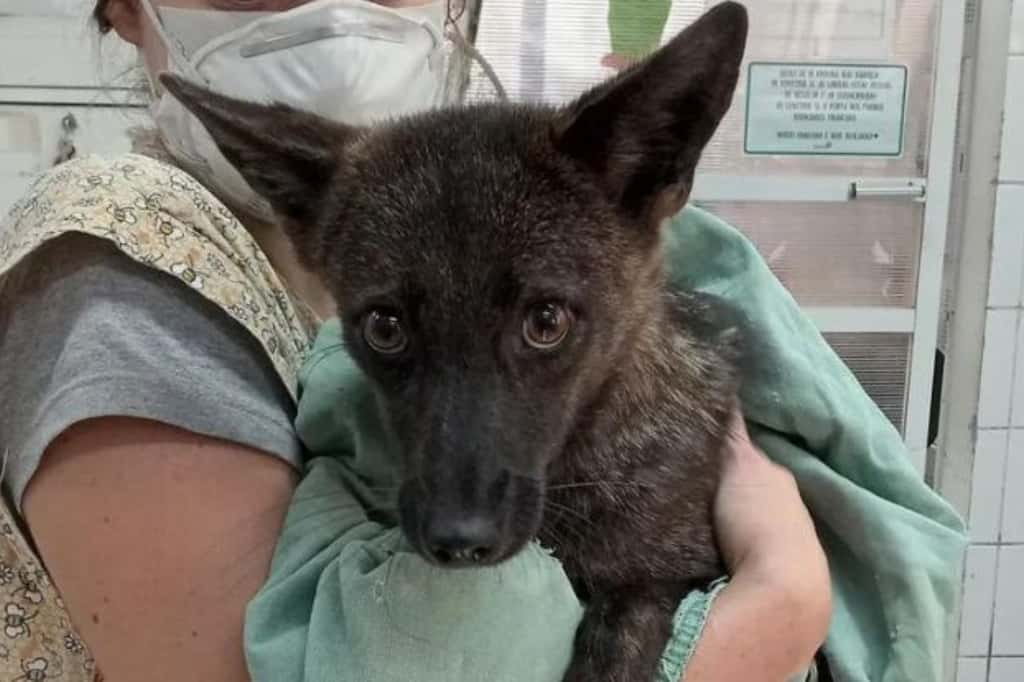 L'hybride chien-renard découvert au Brésil. © Flavia Ferrari