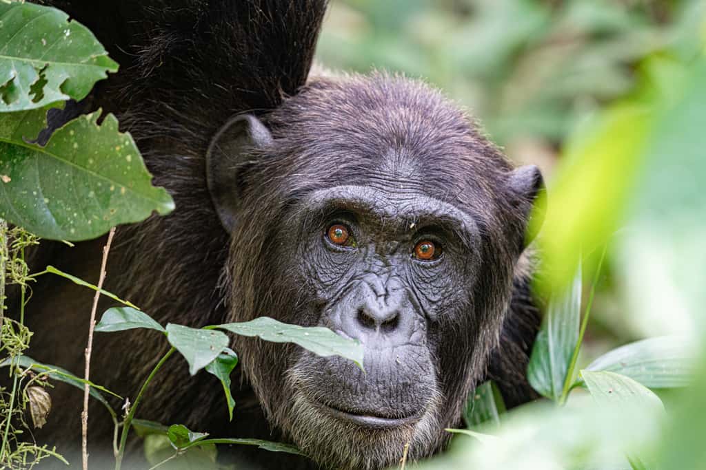 Les chimpanzés font partie de la sous-famille des Homininés, tout comme la lignée humaine (les Hominines). © EnricoPescantini, Adobe Stock