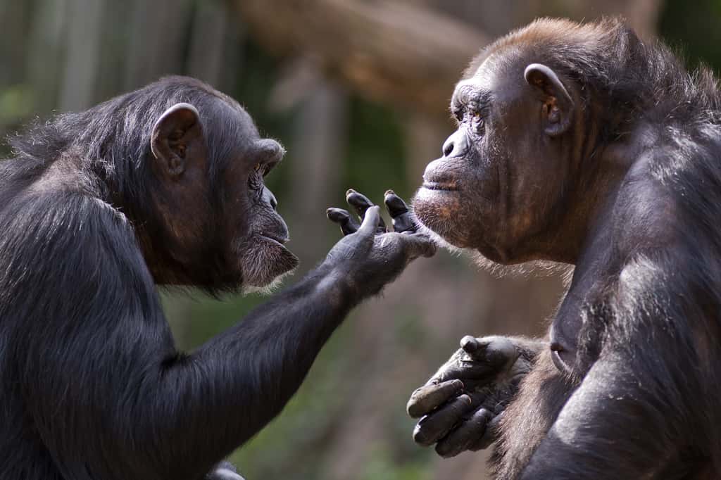 Les chimpanzés feraient partie de la même tribu que nous, les <em>Hominini</em>, mais appartiendraient à la sous-tribu <em>Panina.</em> © Patrick Rolands, Adobe Stock