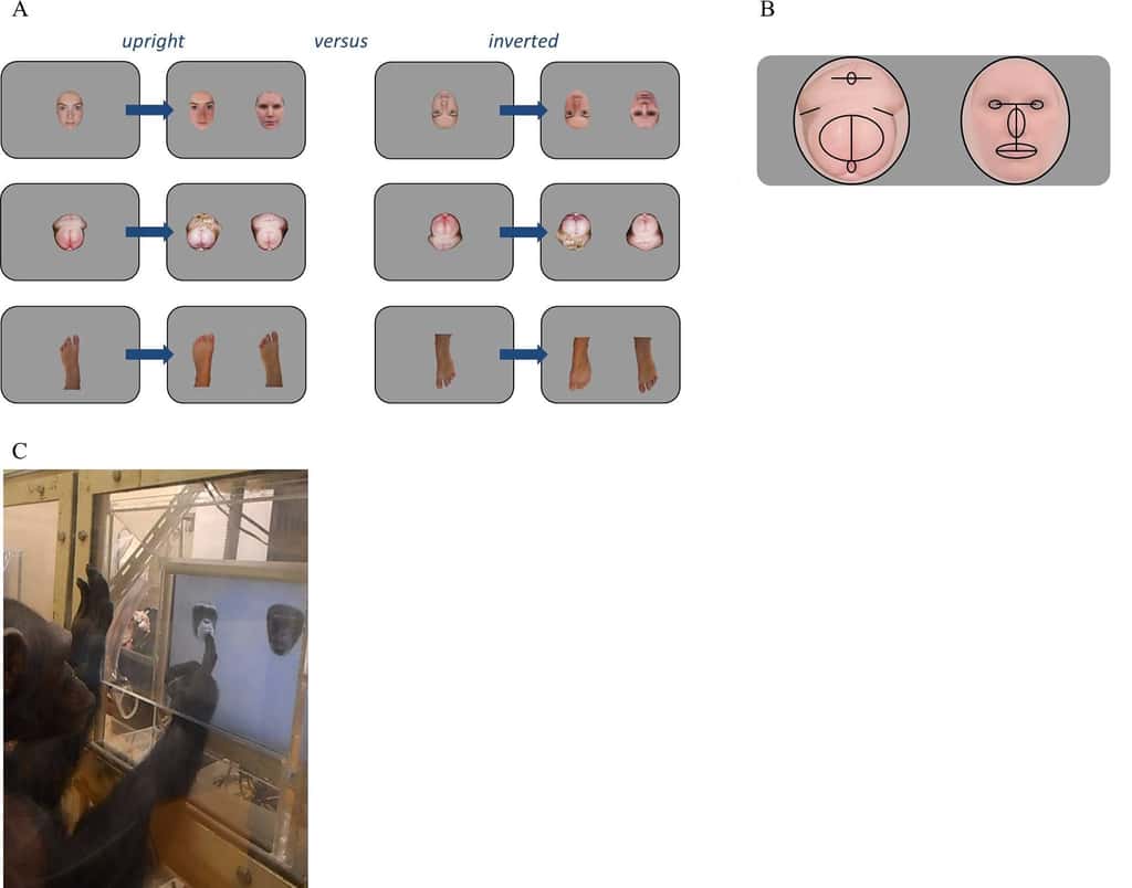 Expériences réalisées. A : en haut, des visages humains ; au milieu, des fesses de chimpanzés et en bas, des pieds humains. Les images de droite sont inversées (<em>inverted</em>, en anglais). La bonne réponse est, de haut en bas : gauche, droite, droite. B : points communs entre le visage humain et les fesses de chimpanzés. C : un chimpanzé au cours d’une expérience. © Kret et Tomonaga,<em> Plos One</em>