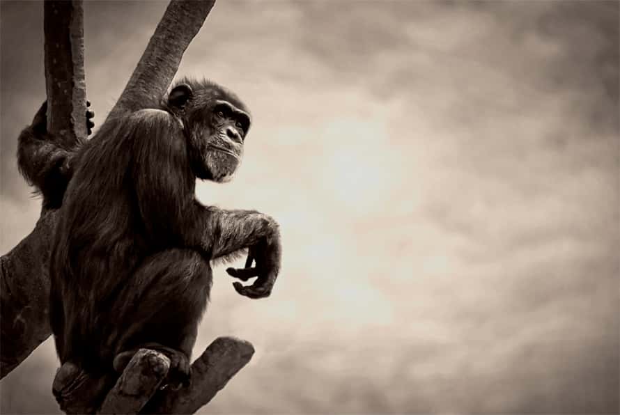  Les chimpanzés et les gorilles, qui nous sont si proches, subissent la menace Ébola de plein fouet. Les plus imposants des grands singes ont même vu le tiers de leur population décimée en 2007. © TomConvex, Flickr, cc by nc nd 2.0