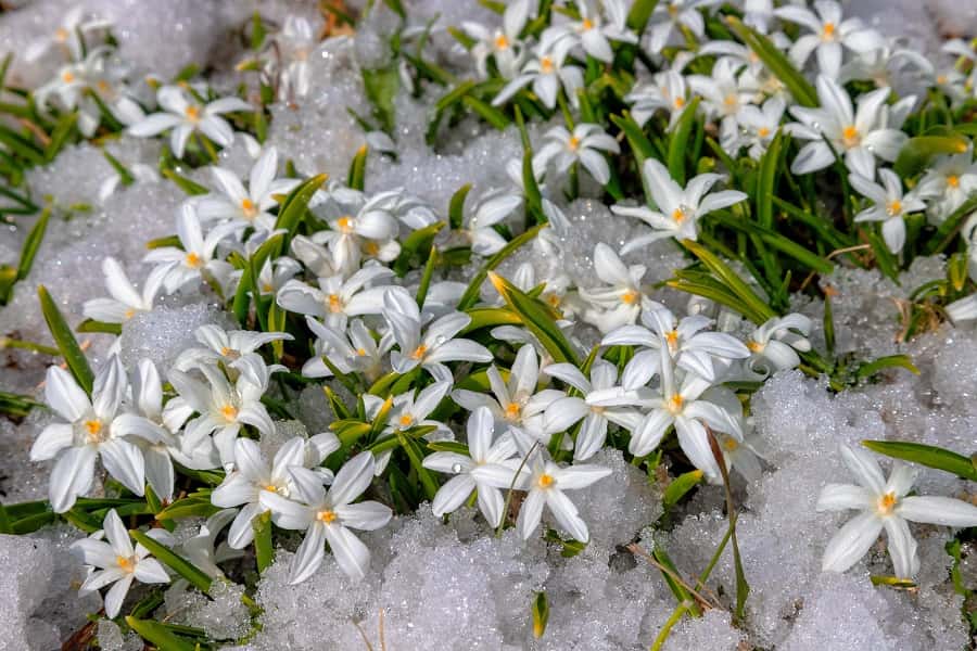 <em>Chionodoxas forbesii</em> 'Alba' sous la neige. © Елена Жуковская, Adobe Stock