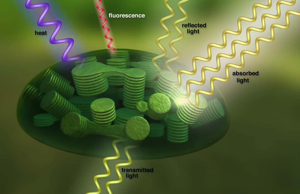 À l’intérieur des cellules végétales, les chloroplastes convertissent la lumière solaire (<em>absorbed light</em>) en énergie, tout émettant de la fluorescence dont la signature spectrale est détectable depuis l’espace. La lumière non absorbée est soit réfléchie (<em>reflected light</em>), soit transmise au travers de la cellule (<em>transmitted light</em>). © T. Chase, <em>Nasa’s Goddard Conceptual Image Lab</em>