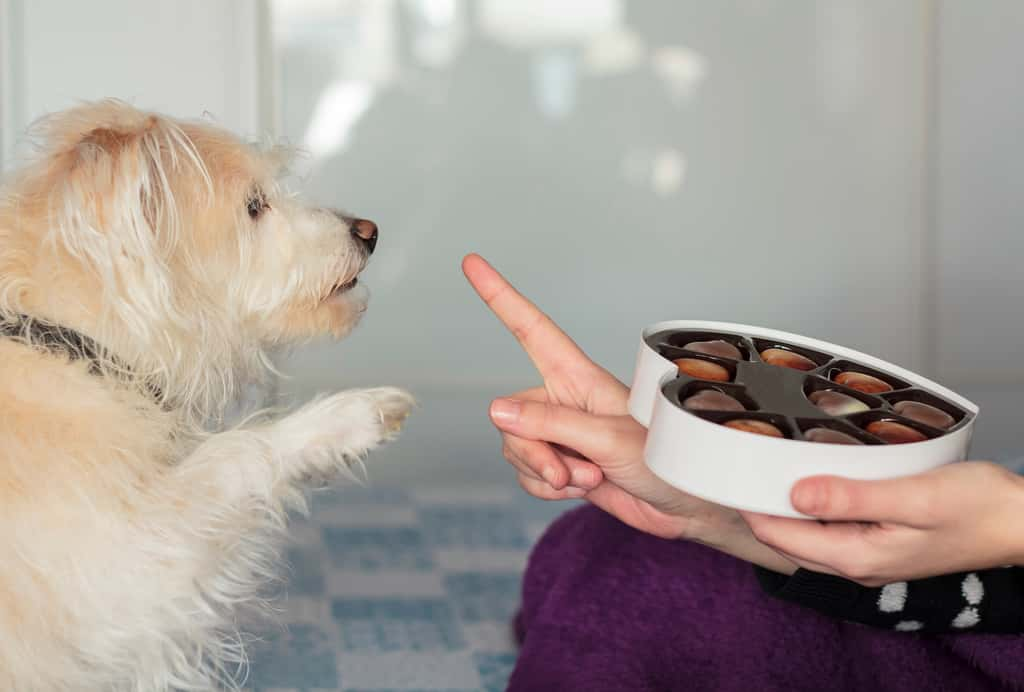 Donner du chocolat à son chien est déconseillé. © Raquel, Adobe Stock