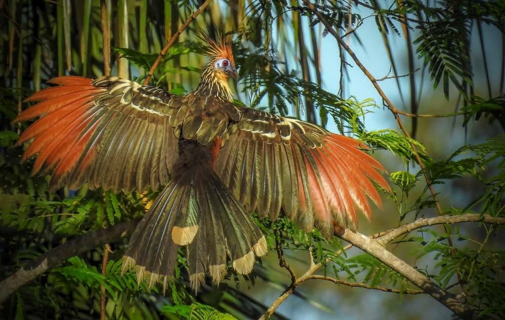 Un oiseau, ici un Opisthocomus hoazin, fait partie des Vertébrés, un sous-groupe des Chordés. Les Vertébrés, dont font partir les humains, ont une colonne vertébrale qui remplace la notocorde à l'âge adulte. © AISSE GAERTNER, <em>Wikimedia Commons</em>, CC BY-SA 4.0