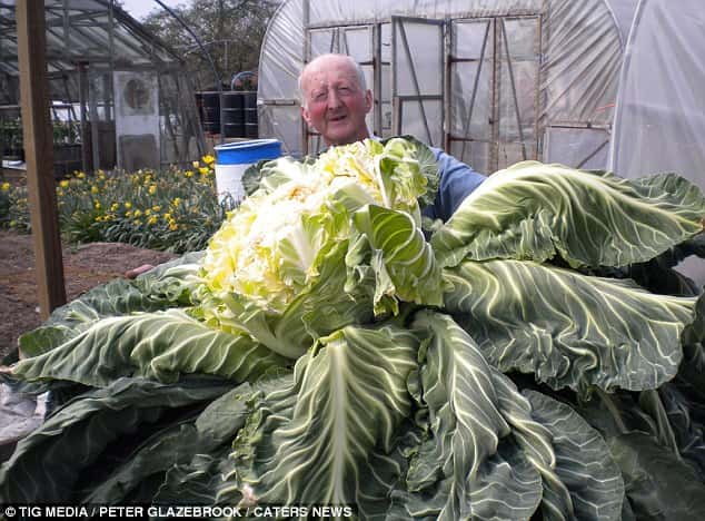 Peter Glazebrook détient depuis le 21 avril 2014 le record du monde du plus gros et lourd chou-fleur. © Tig Media, Peter Glazebrock, Caters News