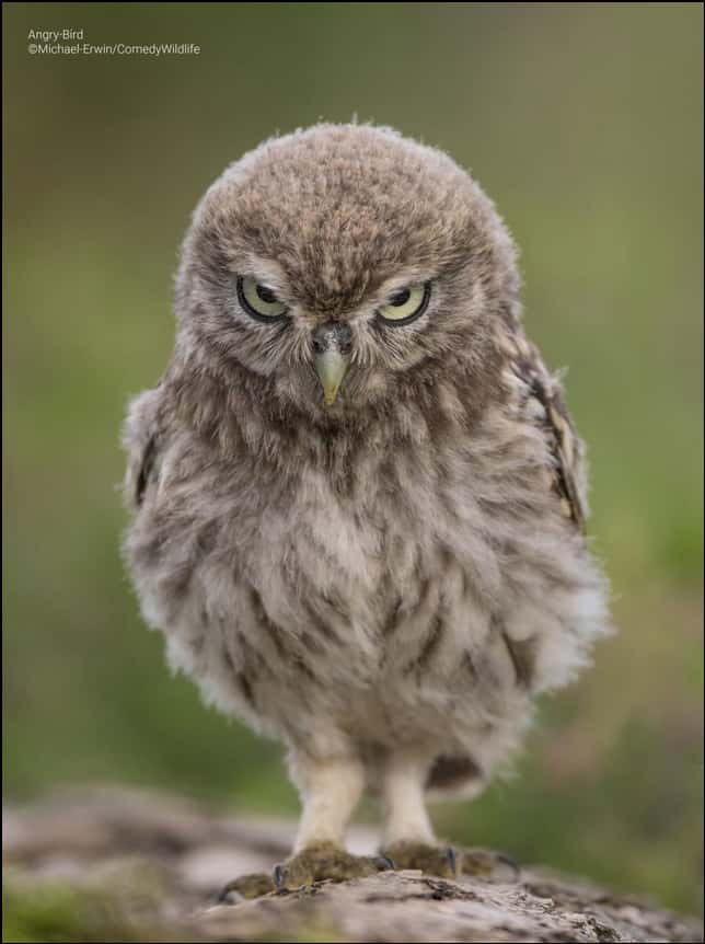 « <em>Angry Bird</em> ». © Michael Erwin, <em>Comedy Wildlife Photo, </em>2023