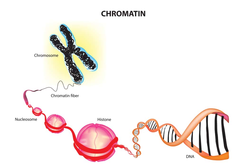 Dans une cellule, la chromatine est un complexe de 2 à 3 mètres d’ADN enroulé autour de protéines appelées histones. Dans l'espace 3D, ce complexe est plié en une organisation multicouche composée de boucles, de domaines et de compartiments, qui constitue les chromosomes. © KKT Madhusanka, Adobe Stock