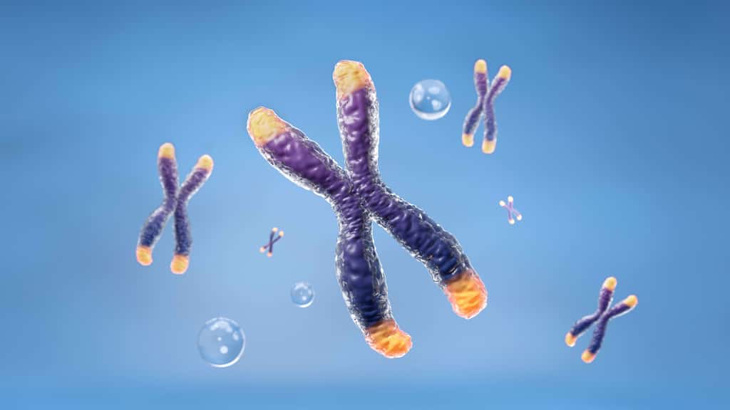 Les chromosomes sont constitués d'une ou plusieurs molécules d'ADN et de protéines. © piyaset, Adobe Stock