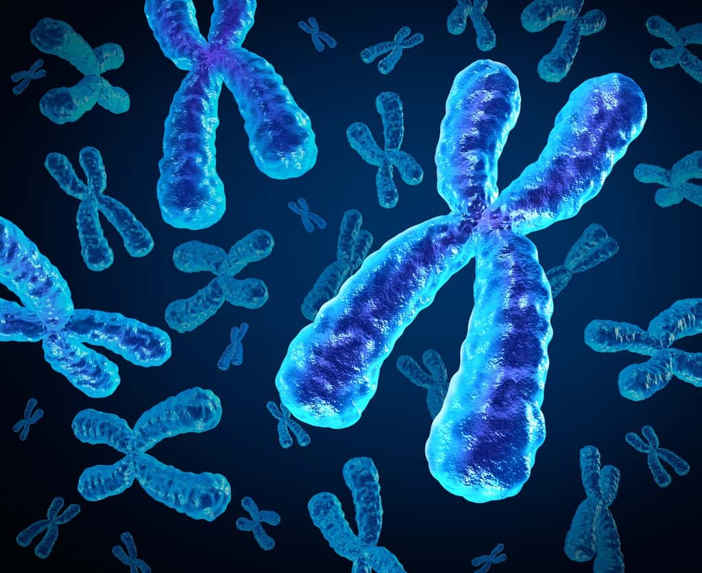 Chez l’homme, les chromosomes sexuels sont X et Y. Le X provient de la mère et le Y du père. © freshidea, Fotolia
