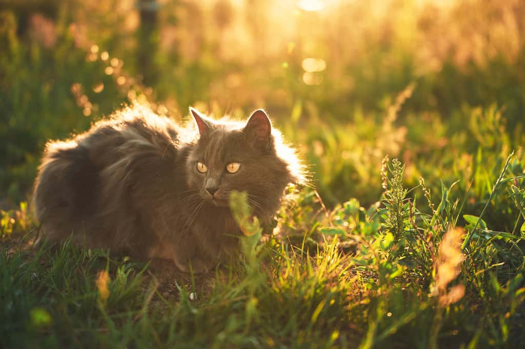 La gingivite peut toucher certaines races de chats plus que d'autres. Les Maine Coon sont, par exemple, particulièrement exposés. © AlexGo, Adobe Stock