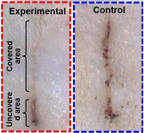 Chez le rat, une blessure soignée avec un pansement électrique (en haut à gauche) guérit plus vite qu’avec un pansement témoin (à droite). © <em>American Chemical Society, Long et al</em> 2018