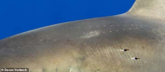 Zoom sur les cicatrices du requin longimane. © Deron Verbeck