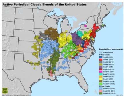 Les zones qui seront touchées par l'invasion de cigales aux Etats-Unis.  © USDA