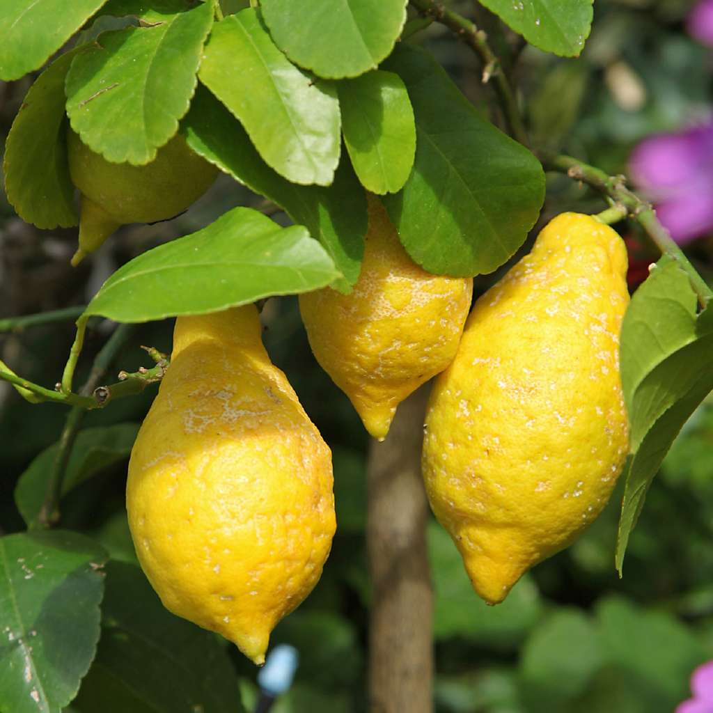 L'art de cultiver en pot un citronnier. © hcast, Fotolia