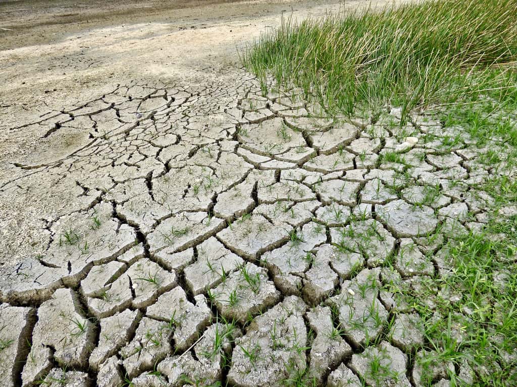 Une chaleur anormale, ou une sécheresse, peut précipiter un écosystème fragilisé vers la fin. © JodyDellDavis, Pixabay