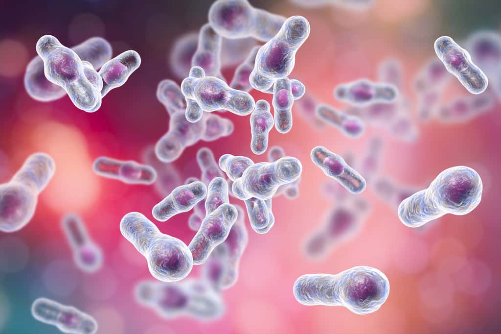 L'infection à <em>Clostridioides difficile</em>, causée par une bactérie, est l'une des infections nosocomiales les plus courantes aux États-Unis et est associée à 15 000 à 30 000 décès par an. © Kateryna Kon, Adobe Stock