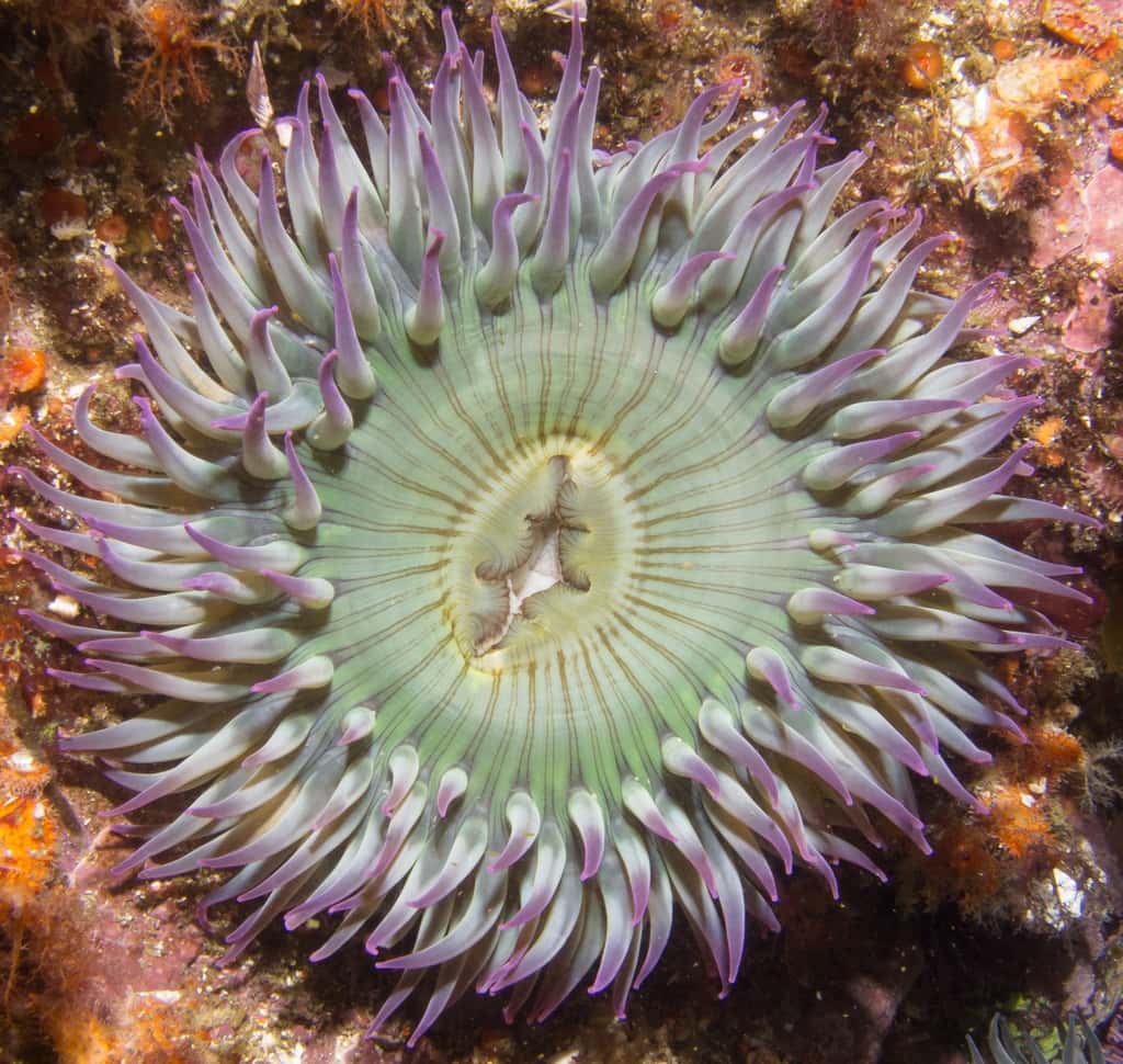  L'anémone de mer <em>Anthopleura elegantissima</em>, un cnidaire de forme polype. © Ed Bierman, <em>Wikimedia Commons</em>, CC PAR 2.0