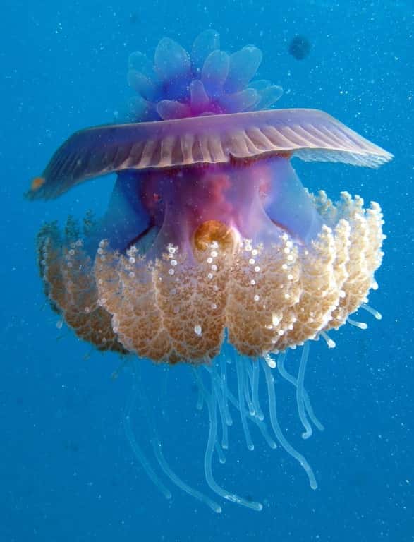 La <em>Cephea cephea</em> est une méduse de la famille des Rhizostomeae, qui se caractérise par l'absence de tentacules marginaux et la présence d'un grand nombre de tentacules oraux ramifiés. © Derek Keats, Wikimedia Commons, CC BY-SA 2.0