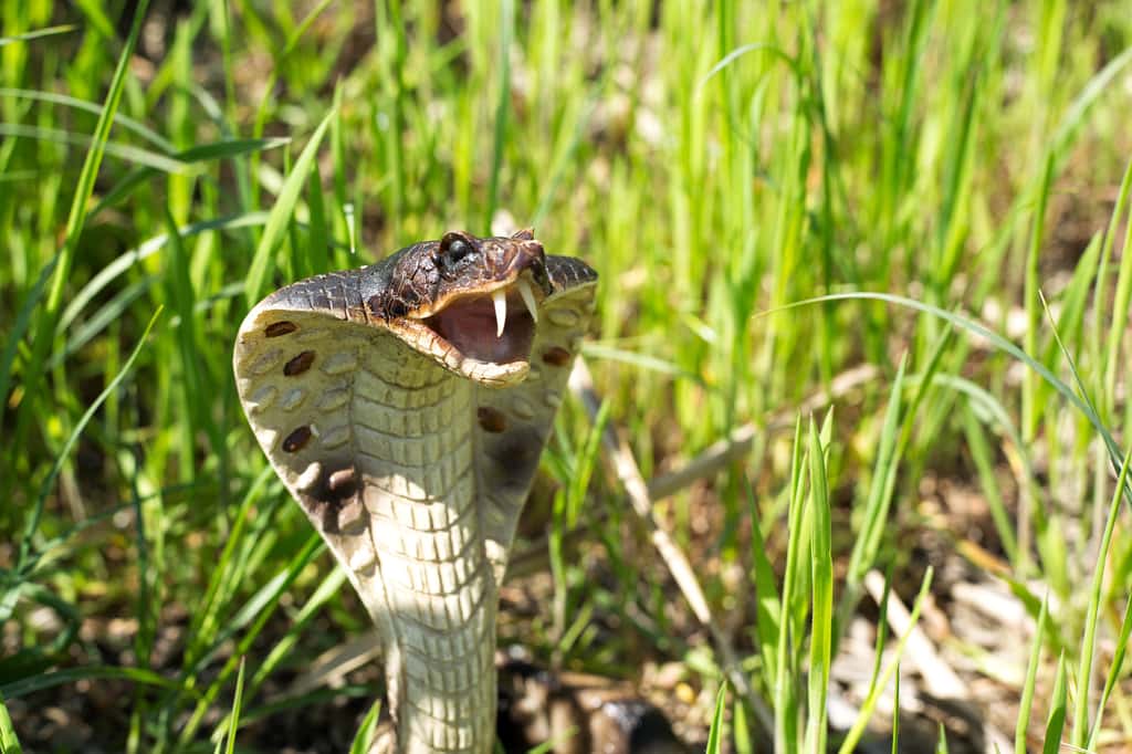 Créature fascinante, le cobra royal est une espèce très menacée, désormais classée comme « vulnérable » en raison de la perte généralisée de son habitat. © stalk, Adobe Stock