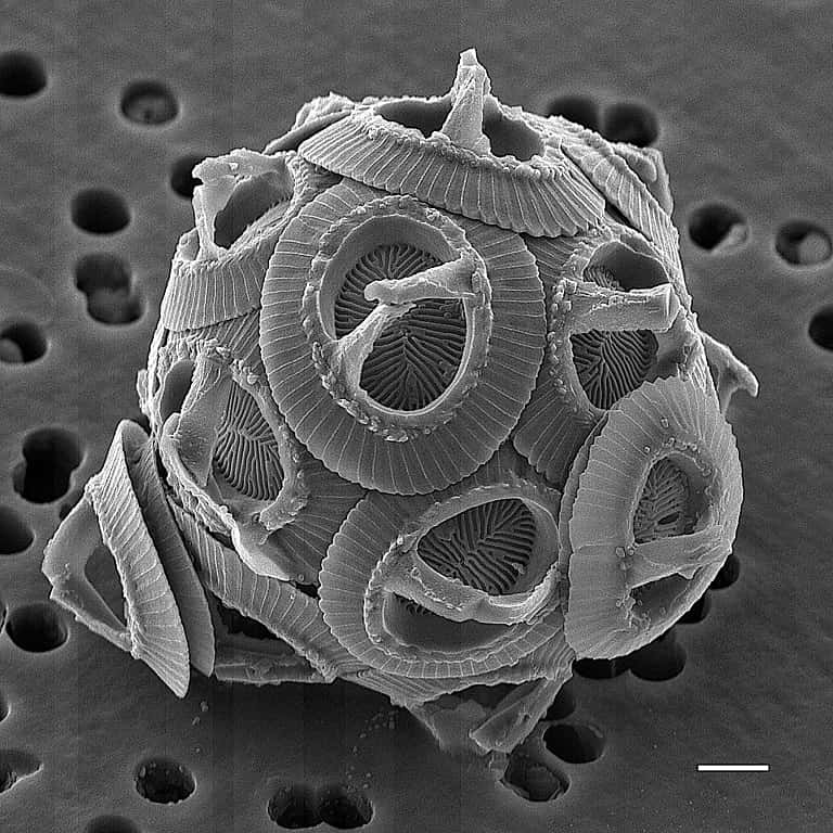 <em>Gephyrocapsa oceanica</em>, une espèce de coccolithophore au microscope électronique. Les pièces rondes qui forment la coccosphère sont appelées coccolithes. © <em>Wikimédia</em>, CC by-sa 2.5