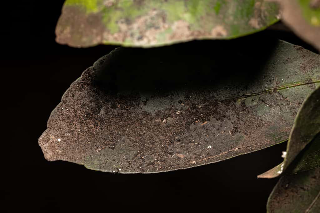 La cochenille farineuse peut engendrer l'apparition d'un champignon appelé fumagine. © ViniSouza128, Adobe Stock