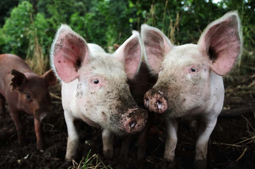 Les polymyxines sont des antibiotiques utilisés en médecine vétérinaire. Leur utilisation a favorisé l’émergence de résistances dans des élevages de cochons en Chine. © Jessica Kennedy, Flickr, CC by-nc-nd 2.0 