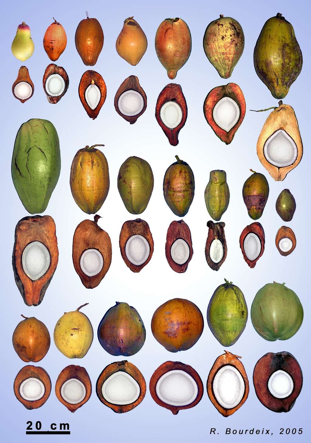 Quelques exemples de noix de coco. <em>« La plupart des Européens qui voient cette photo pour la première fois ne reconnaissent pas le cocotier, car ils n’imaginent pas l’existence d’une telle diversité »,</em> indique le spécialiste de ce fruit, Roland Bourdeix. © R. Bourdeix